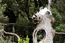 Sestrales_028
